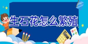 生石花怎么繁殖