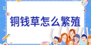 铜钱草怎么繁殖