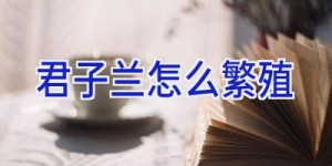 君子兰怎么繁殖