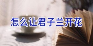 怎么让君子兰开花