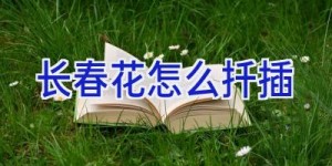 长春花怎么扦插