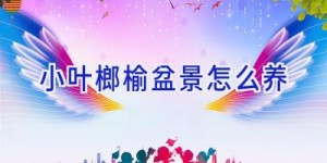 小叶榔榆盆景怎么养