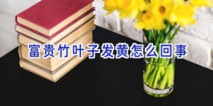 富贵竹叶子发黄怎么回事