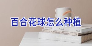 百合花球怎么种植