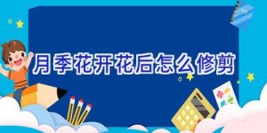 月季花开花后怎么修剪