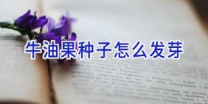 牛油果种子怎么发芽