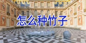 怎么种竹子