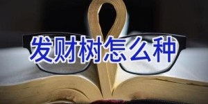 发财树怎么种