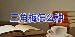 三角梅怎么种