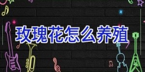 玫瑰花怎么养殖