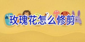 玫瑰花怎么修剪