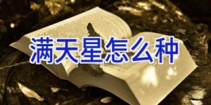 满天星怎么种