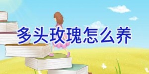 多头玫瑰怎么养