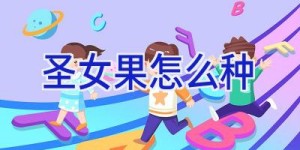 圣女果怎么种