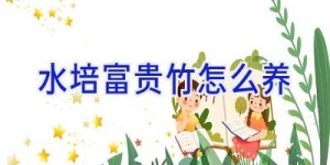 水培富贵竹怎么养