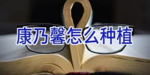 康乃馨怎么种植