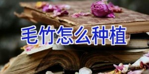 毛竹怎么种植