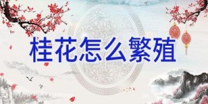 桂花怎么繁殖
