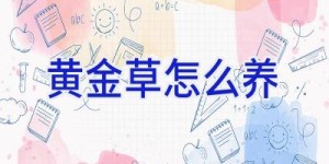 黄金草怎么养