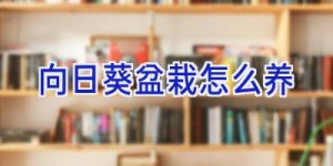 向日葵盆栽怎么养