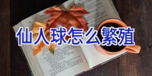 仙人球怎么繁殖