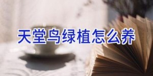 天堂鸟绿植怎么养