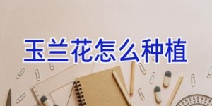 玉兰花怎么种植