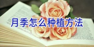 月季怎么种植方法