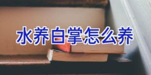 水养白掌怎么养