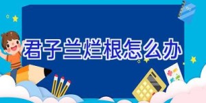 君子兰烂根怎么办