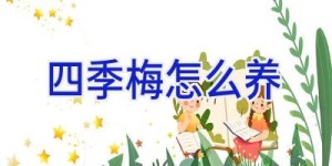 四季梅怎么养