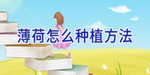 薄荷怎么种植方法