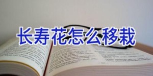 长寿花怎么移栽