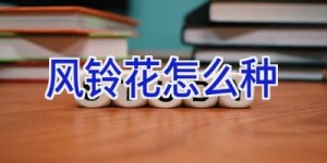 风铃花怎么种