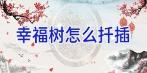 幸福树怎么扦插