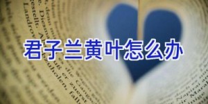 君子兰黄叶怎么办