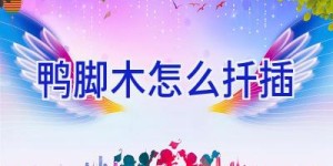 鸭脚木怎么扦插