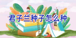 君子兰种子怎么种