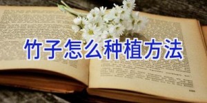 竹子怎么种植方法