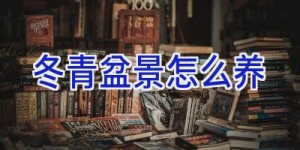 冬青盆景怎么养