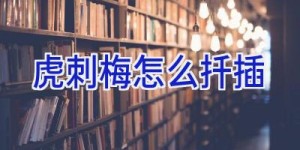 虎刺梅怎么扦插