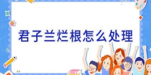 君子兰烂根怎么处理