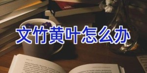 文竹黄叶怎么办