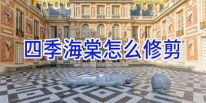 四季海棠怎么修剪