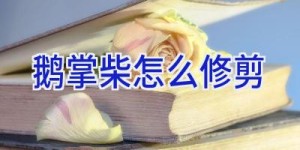 鹅掌柴怎么修剪