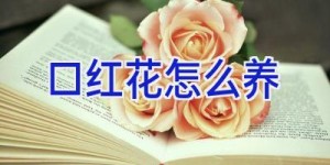 口红花怎么养