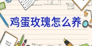 鸡蛋玫瑰怎么养