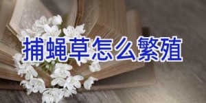 捕蝇草怎么繁殖