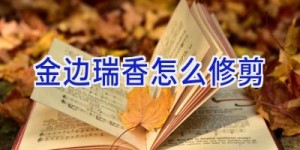 金边瑞香怎么修剪