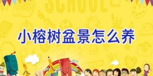 小榕树盆景怎么养